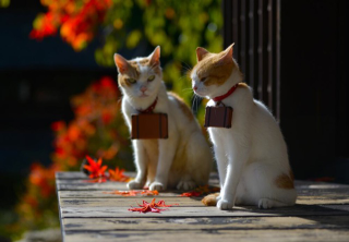 Illustration for article titled Cats Are the Cutest Guides to Japan